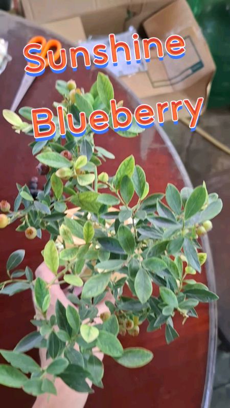Cây việt quất (cây dây châu Âu, không phải việt quất Trung Quốc) SunShine Blue sẵn sàng giao cây mẫu đẹp (cây dây châu Âu) #việtquất #đẹp ăn được #cây #sảnphẩmchấtlượng #phảicó #phảimua