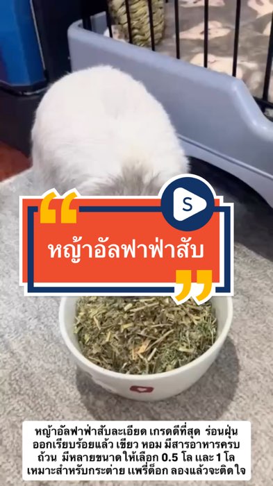 หญ้าอัลฟาฟ่า #หญ้าอัลฟาฟ่าสับ #มีประโยชน์ #ขนสวย #สุขภาพดี #Shopee #shopeevdo #ของปังดังแอพส้ม #ของเด็ดแอพส้ม #ทาสกระต่าย #อาหารกระต่าย #สัตว์เลี้ยง