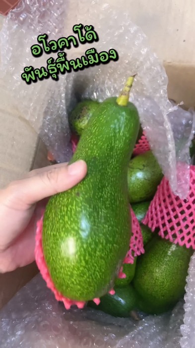 #อโวคาโด้ #ผลไม้ #avocado #ผลไม้ดีต่อสุขภาพ #ลดคอเลสเตอรอล #ผลไม้เพื่อสุขภาพ