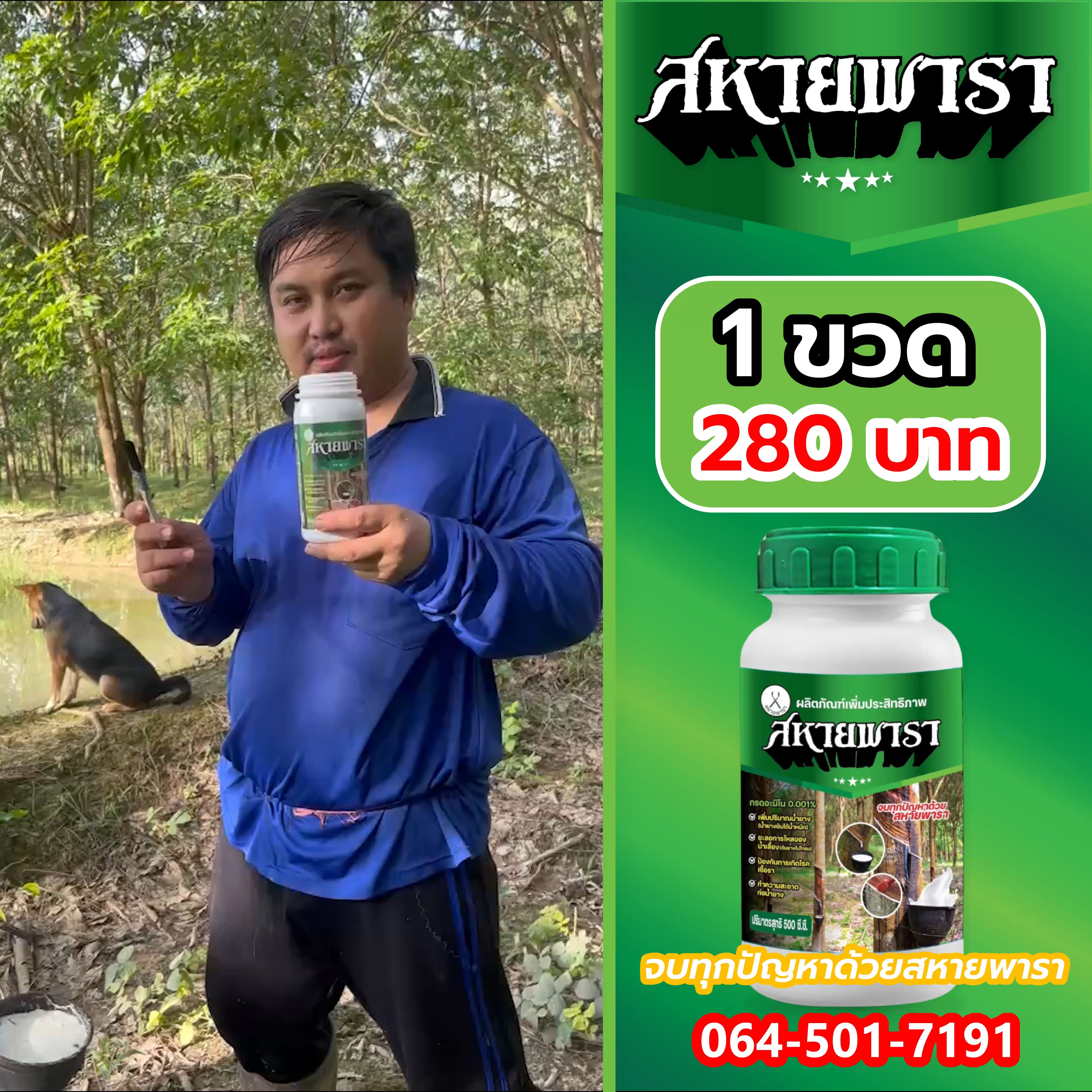 สหายพาราใช้ยังไงมาดูกัน #สหายพารา #ยางพารา #สวนยาง #เกษตกร #ต้นยางพารา #ยางตายนึ่ง #ราคายาง #ยาง #สุดปัง #สารทาหน้ายาง #ยาทาหน้ายาง